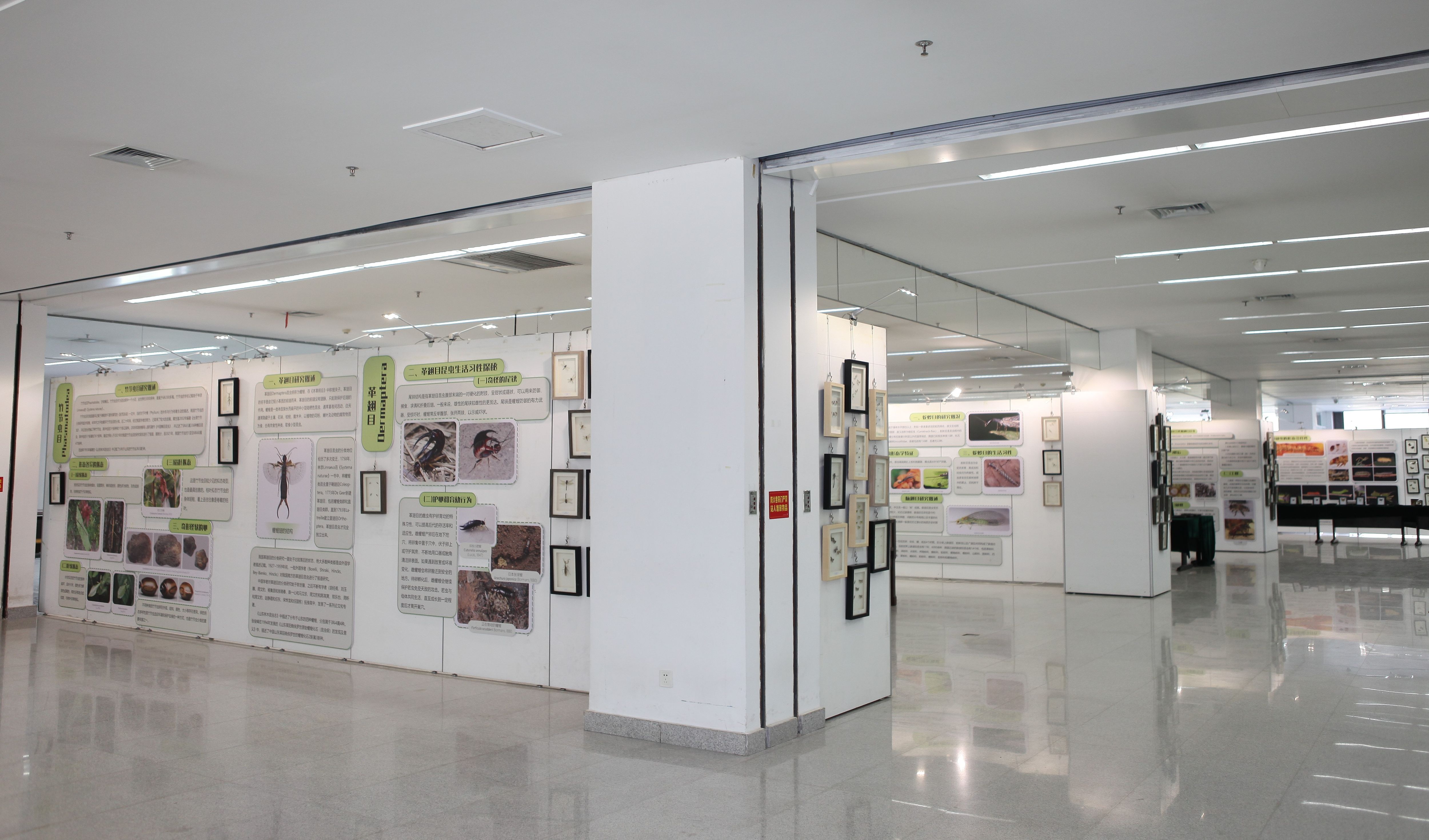 山东师范大学图书馆举办昆虫科普展